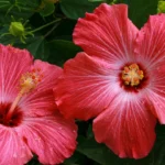 bouture d’hibiscus
