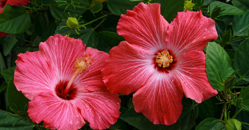 bouture d’hibiscus