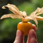 coqueret du Pérou