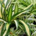 tailler une plante araignée