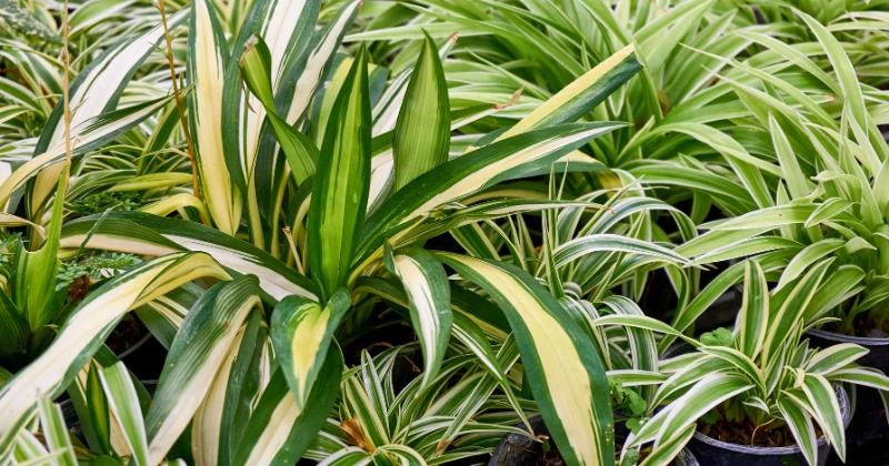 tailler une plante araignée