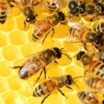 Types des abeilles