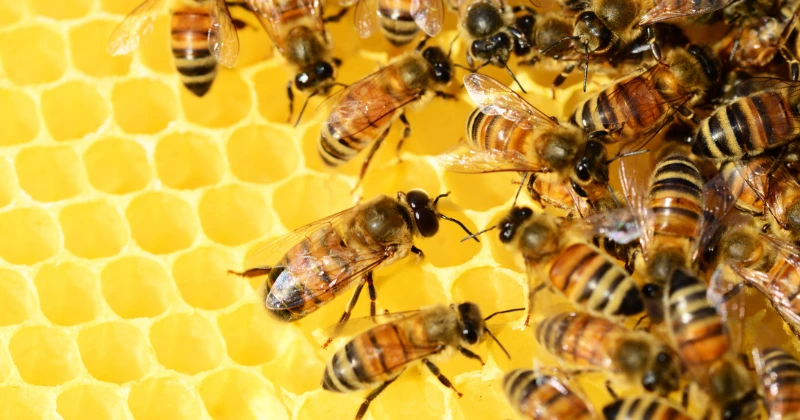 Types des abeilles