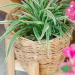 Multiplication de la plante araignée