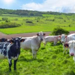 races de vaches laitières