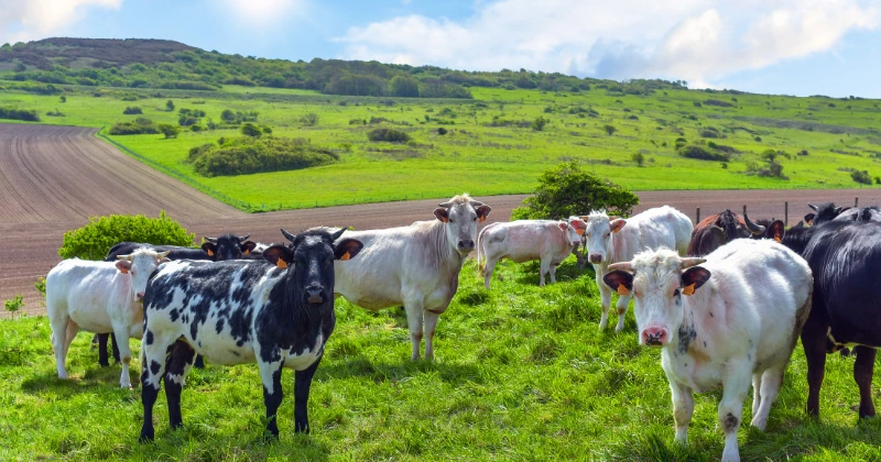 races de vaches laitières