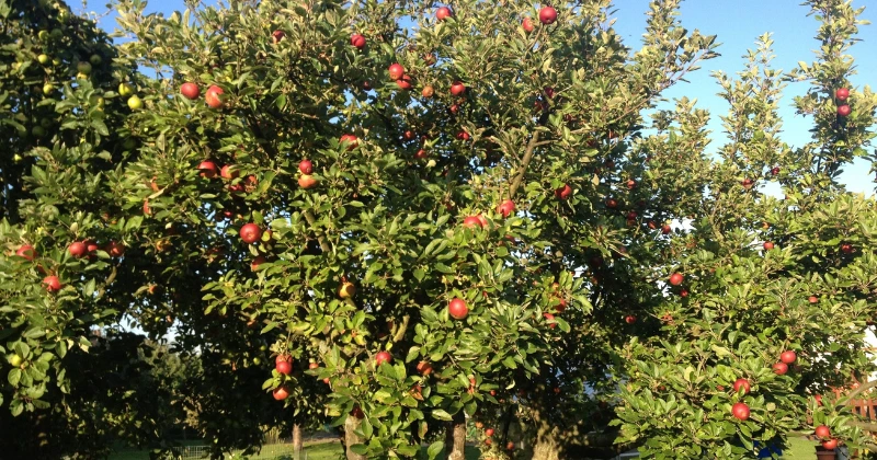 Réhabiliter un Arbre Fruiter Négligé