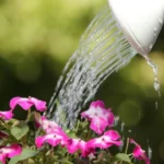arroser les plantes en été