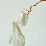 orchidée mourante