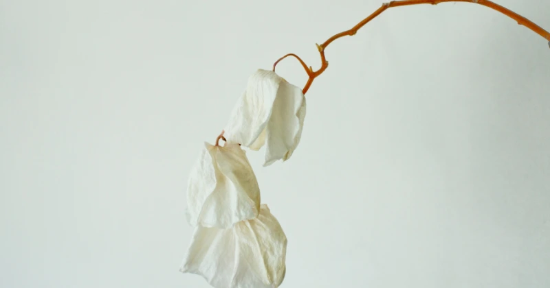 orchidée mourante