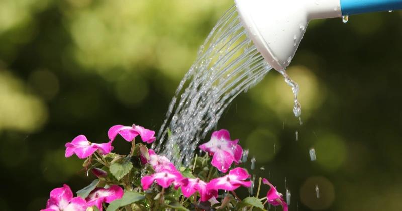 arroser les plantes en été