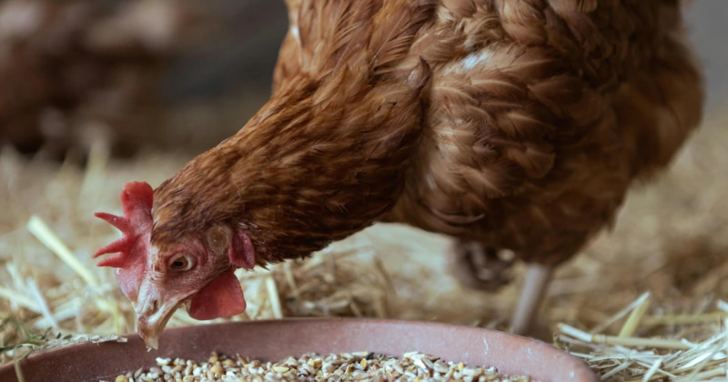 Alimentation naturelle des poules