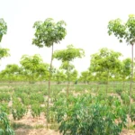 L’agroforesterie
