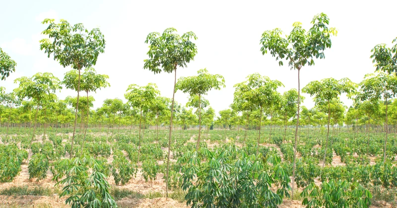 L’agroforesterie
