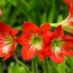 Amaryllis
