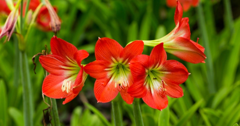 Amaryllis