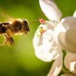 Aider les Abeilles
