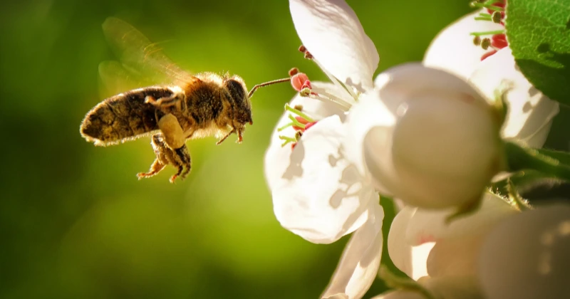 Aider les Abeilles