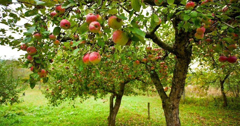 Les erreurs à éviter avec les arbres fruitiers