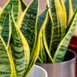 la Sansevieria