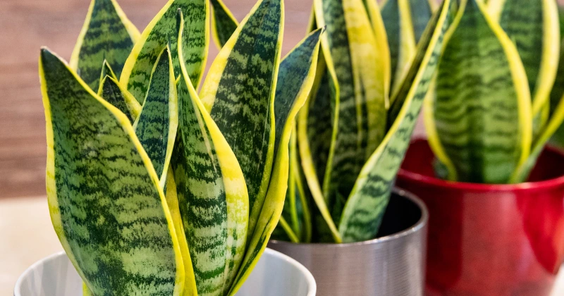 la Sansevieria