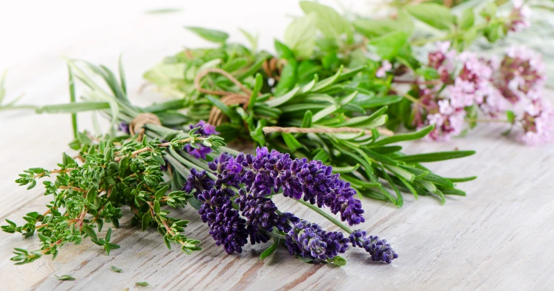 Herbes