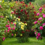 Rosier Tige