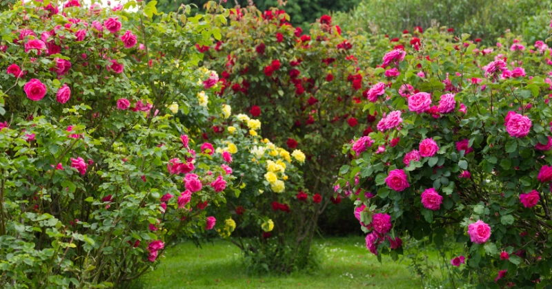 Rosier Tige