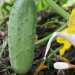 Les meilleures recettes pour nourrir les concombres avec du lait et de l'iode