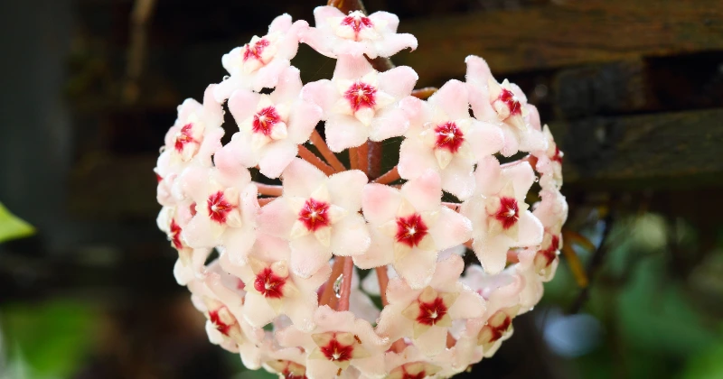 un hoya