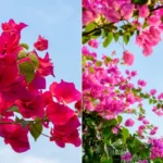 propager la bougainvillée