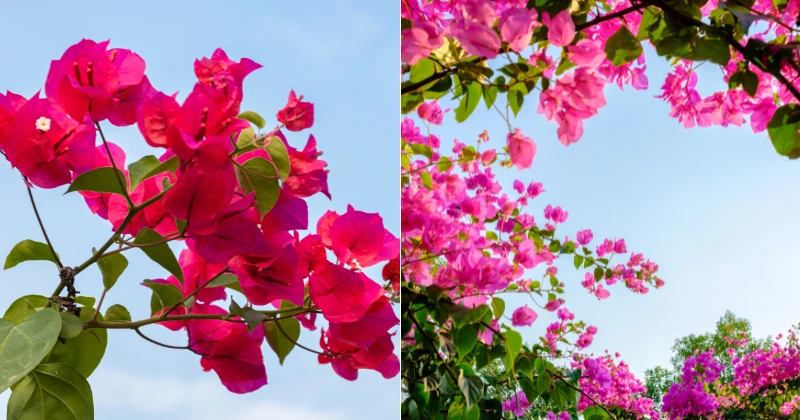 propager la bougainvillée