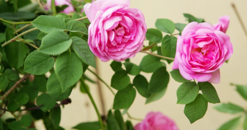 Pousser des Roses
