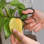 tailler un Pothos