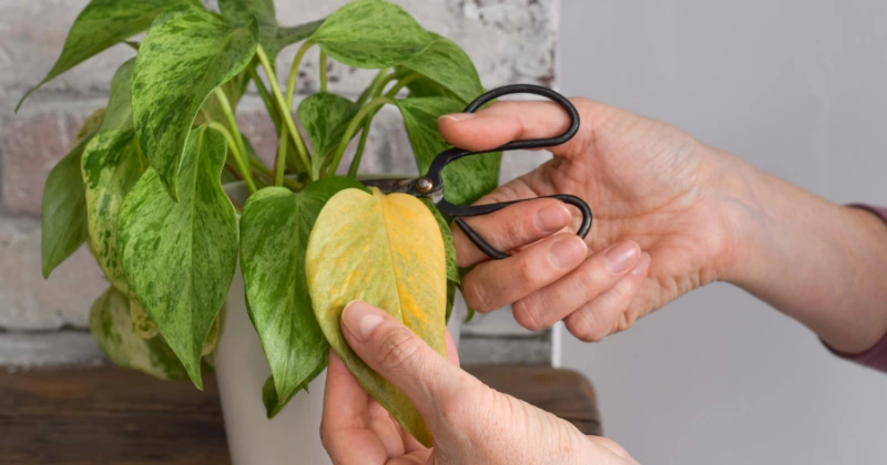 tailler un Pothos