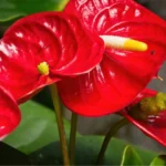 fleurir un anthurium