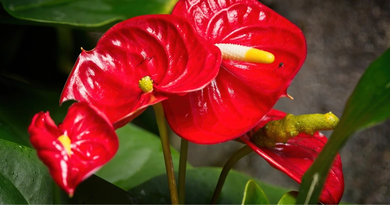 fleurir un anthurium