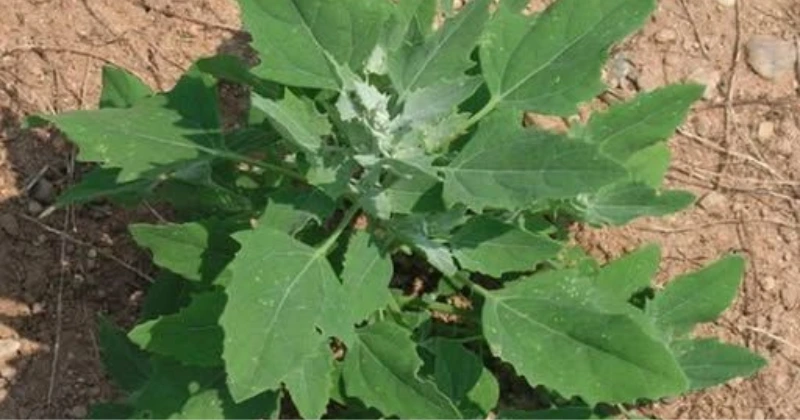 quinoa