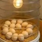 un incubateur d'œufs
