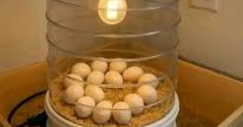 un incubateur d'œufs