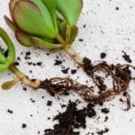 bouturer une crassula