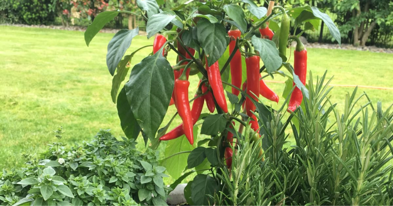 Mini-potager aromatique en pot