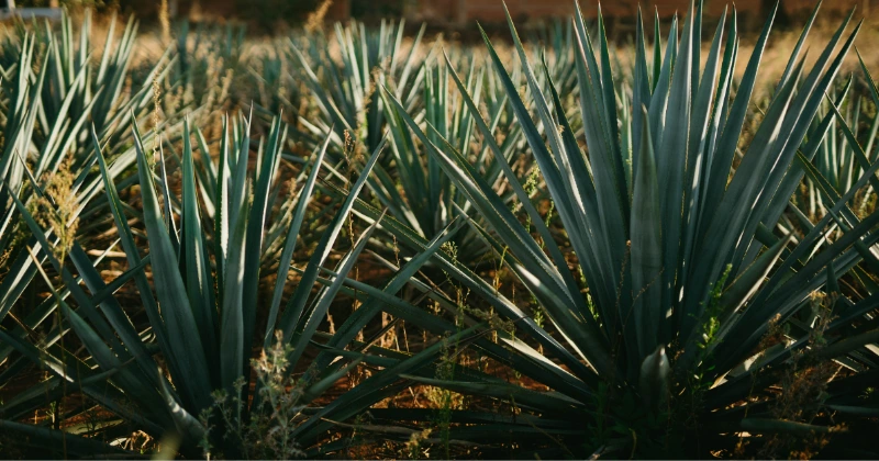 Plantes résistantes à la sécheresse