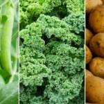 Les Légumes Riches en Protéines