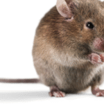 souris