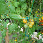 Plantes à Cultiver Sous les Tomates