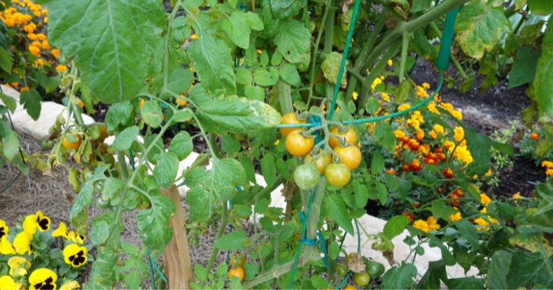 Plantes à Cultiver Sous les Tomates