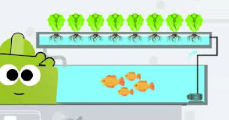 le cycle de l’aquaponie