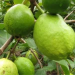 Plantation du goyavier