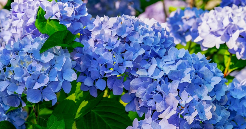 hortensias